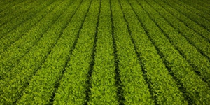 食品草莓视频在线播放